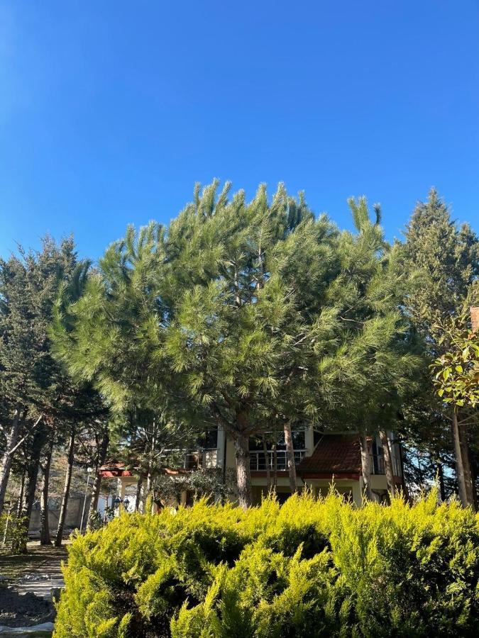 Hotel Garden Villa Ardo Голем Екстер'єр фото